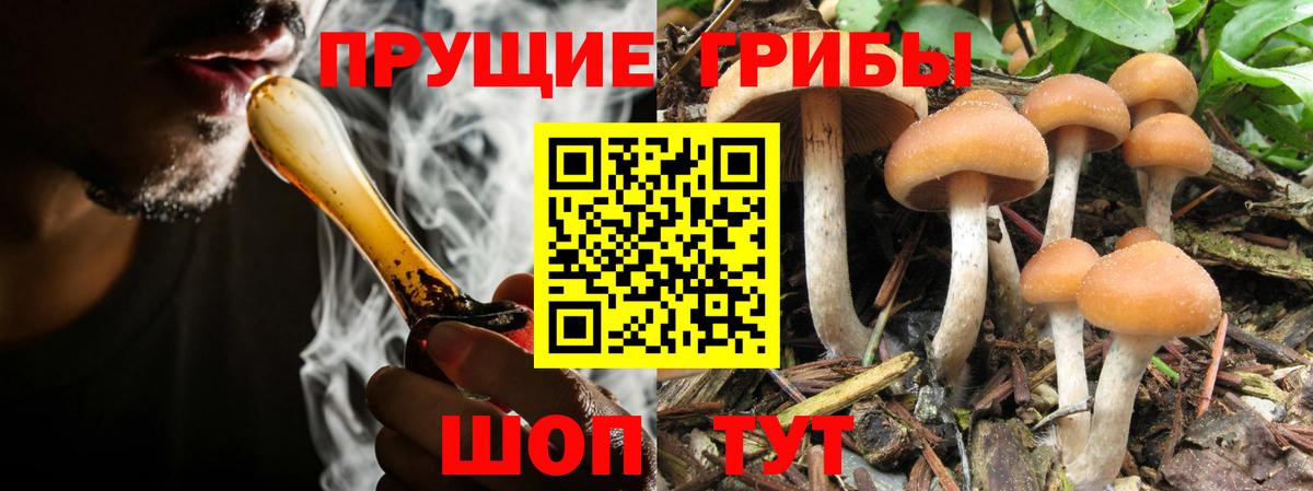 Галлюциногенные грибы Cubensis Гусь-Хрустальный